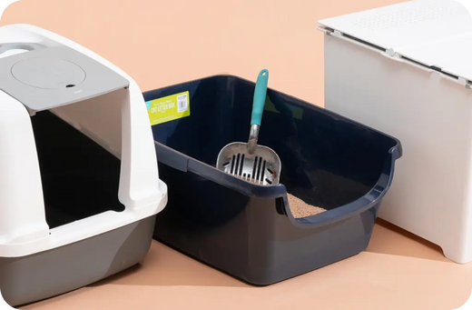 Why Does My Cat Sneeze So Much? Common Causes, Home Care, and When to See a Vet