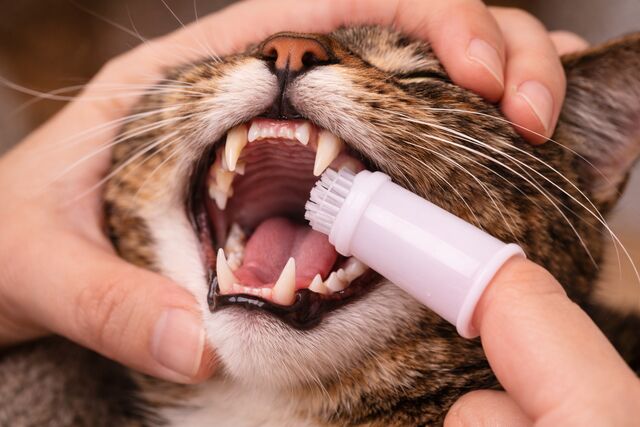 How Do I Brush My Cat’s Teeth? A Step-by-Step Guide to Preventing Dental Disease