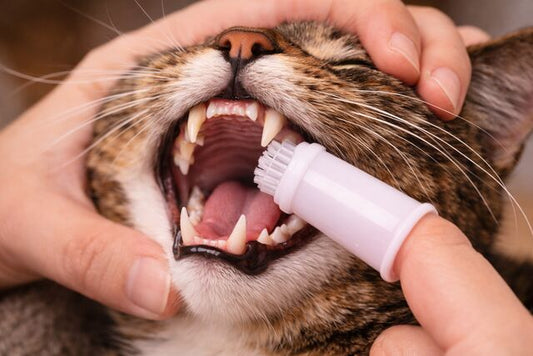 How Do I Brush My Cat’s Teeth? A Step-by-Step Guide to Preventing Dental Disease